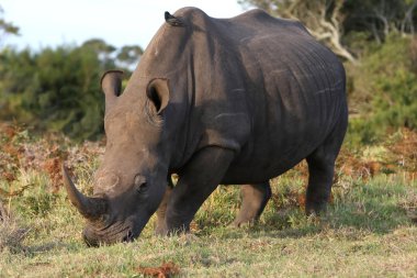 White Rhino and Bird clipart