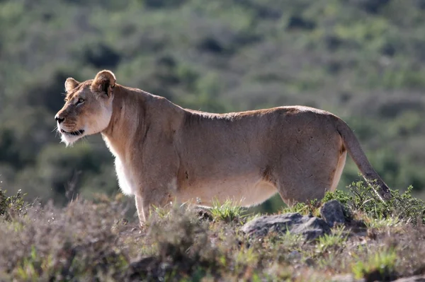 Alerta da leoa — Fotografia de Stock