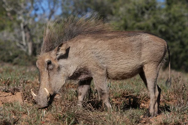 Güzel domuz — Stok fotoğraf