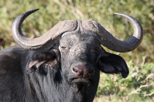 Cabo Africano Buffalo — Fotografia de Stock
