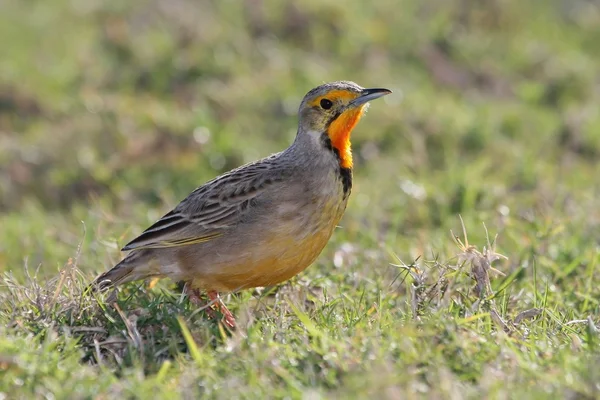 Cabo Longclaw pájaro — Foto de Stock