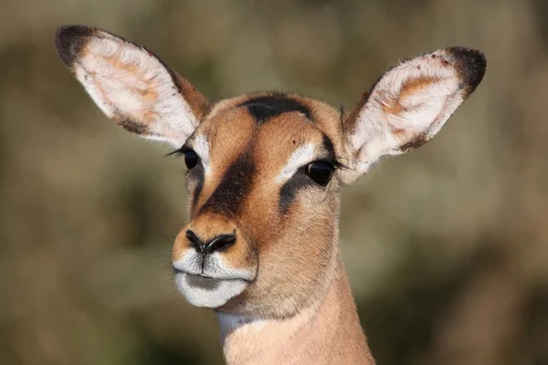 Impala ewe porträtt — Stockfoto