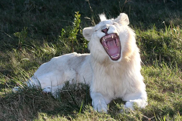 Λευκό λιοντάρι ανοιχτό το στόμα — Φωτογραφία Αρχείου