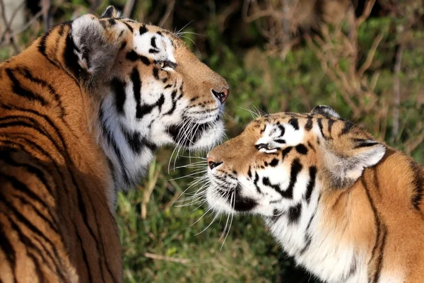 Tiger Pair — Stock Photo, Image