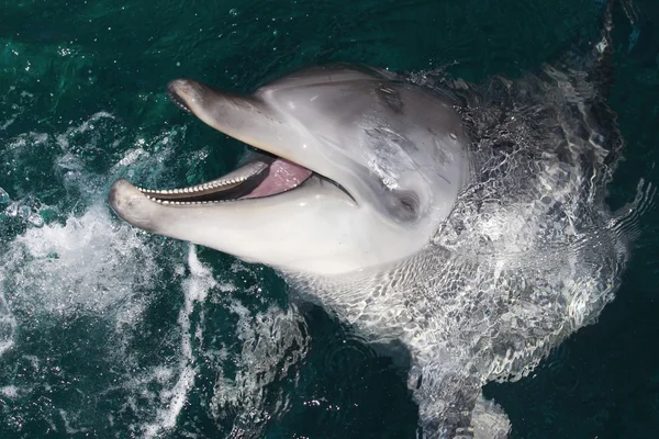 Dolphin Portrait — Stock Photo, Image
