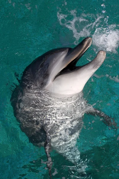 海豚肖像 — 图库照片