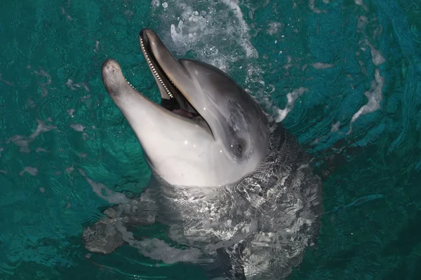 Delfinporträt — Stockfoto
