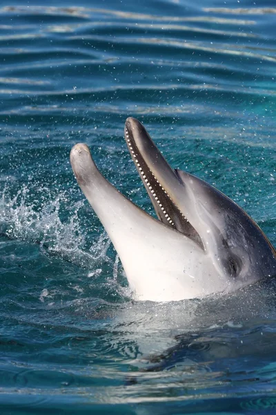 Retrato de delfín —  Fotos de Stock