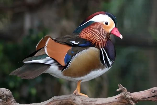 Mandarin Duck Male — Stock Photo, Image