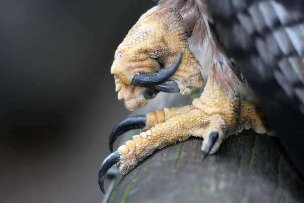 독수리 발톱 — 스톡 사진