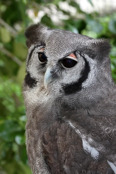 Giant Eagle Owl — Stock Photo, Image