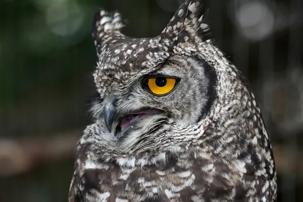 Spotted eagle owl geschud — Stockfoto