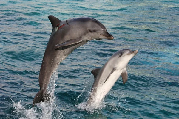 Dolphin luk skok — Stock fotografie