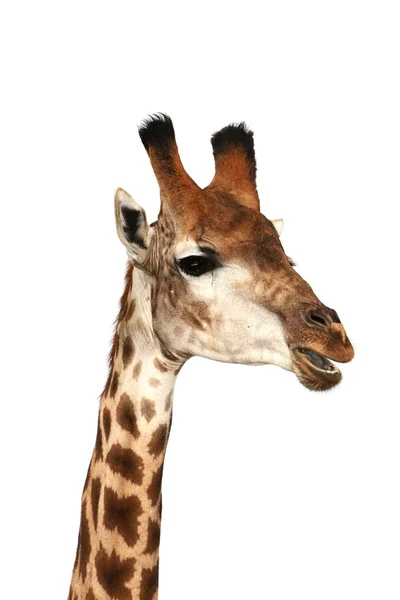 Girafa falante — Fotografia de Stock