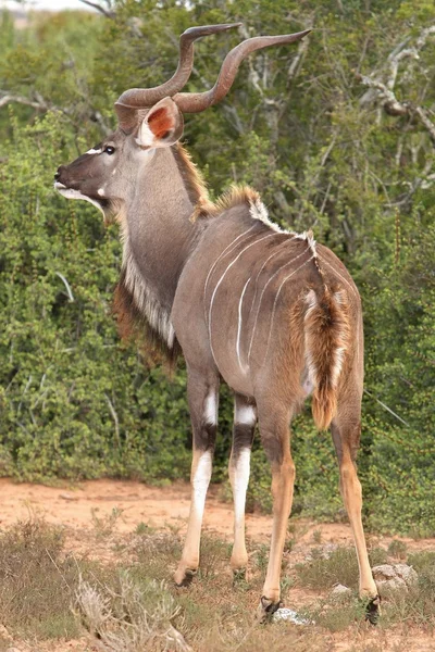 Antelope di Kudu — Foto Stock