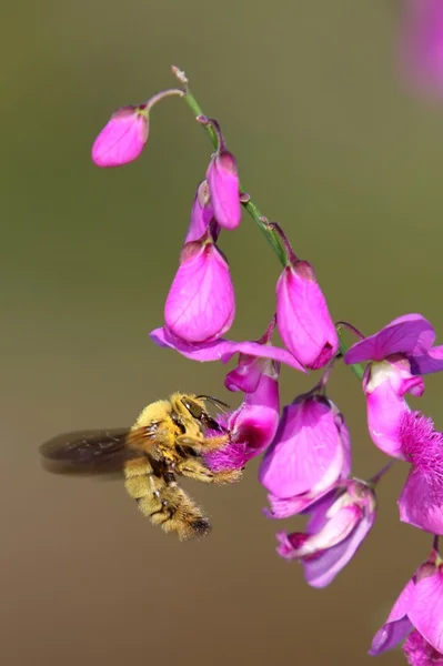 Bieneninsekt am Werk — Stockfoto