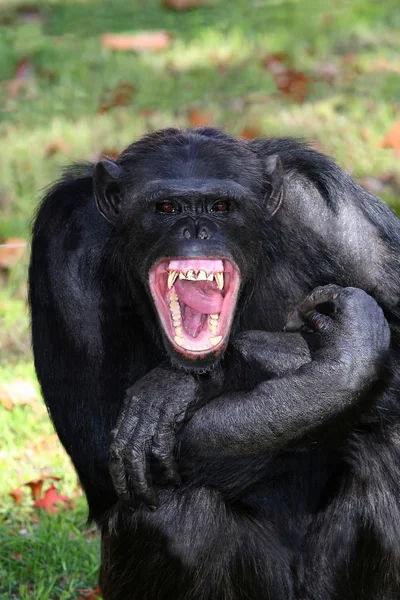 Dentes de chimpanzé — Fotografia de Stock
