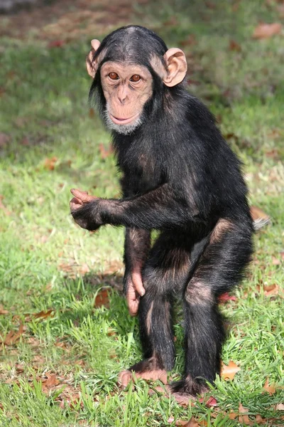 面白い赤ちゃんチンパンジー — ストック写真
