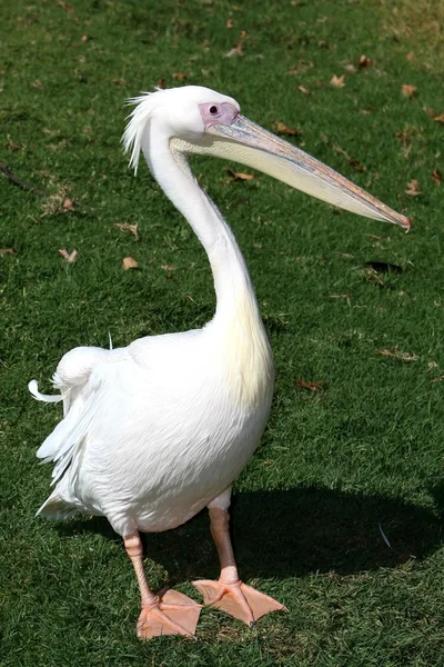 Beyaz Pelikan — Stok fotoğraf