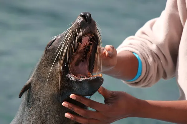 Seal Teeth — Stock Photo, Image