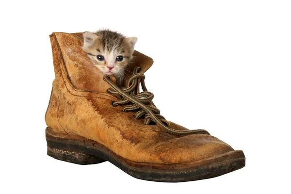 Kätzchen im Stiefel — Stockfoto