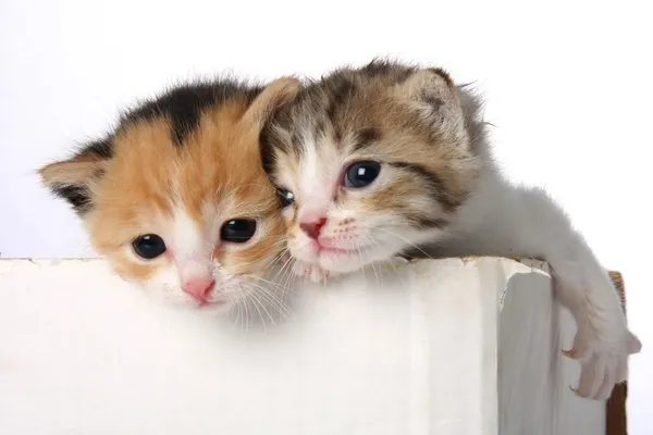 Słodkie kociaki — Zdjęcie stockowe