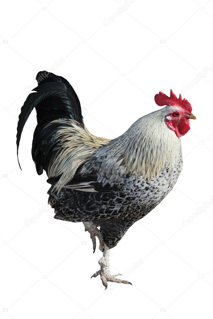 Rooster or Cock — Stock Photo © fouroaks #2311276