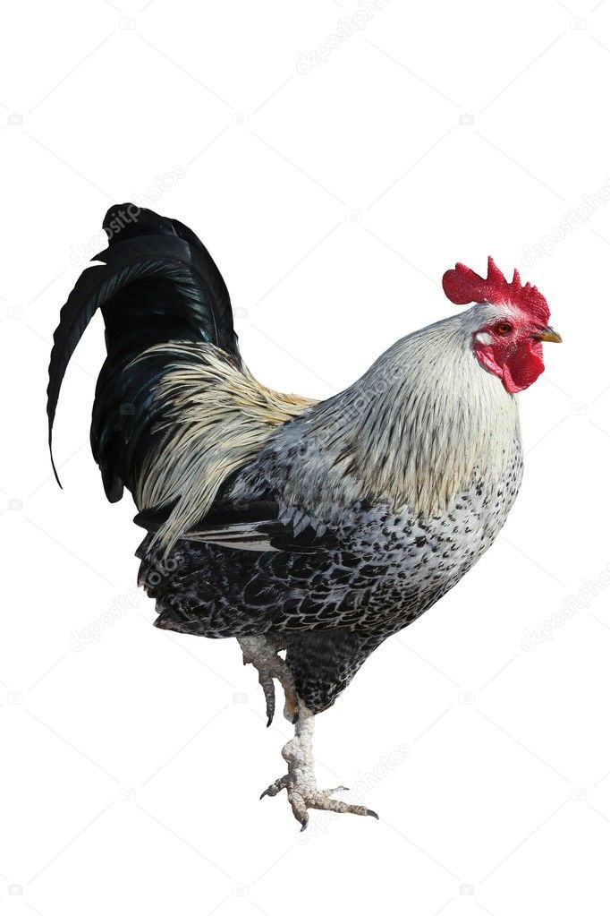 Rooster or Cock