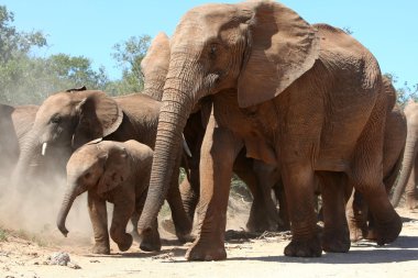 African Elephants clipart