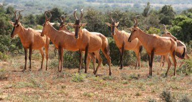 Kırmızı hartebeest antilop