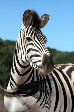 Zebra Portrait clipart