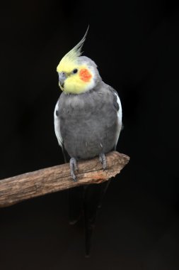 cockatiel kuş