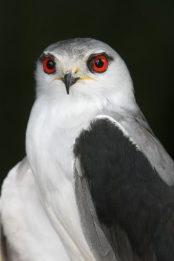 Black-Shouldered Kite Bird clipart