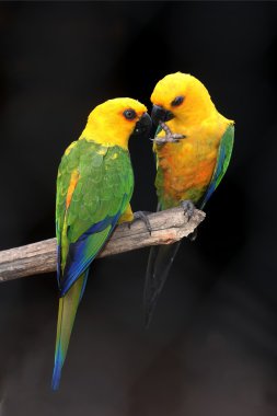 Parrot Pair clipart