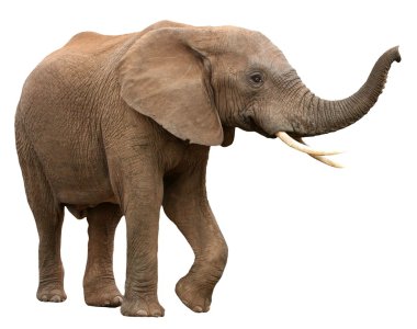 Картина, постер, плакат, фотообои "африканский слон изолирован на белом
", артикул 2322303