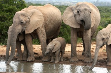 African Elephant Family Group clipart