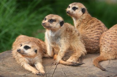 Meerkat Family clipart