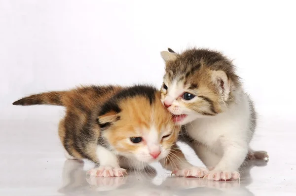 Kitten vrienden — Stockfoto