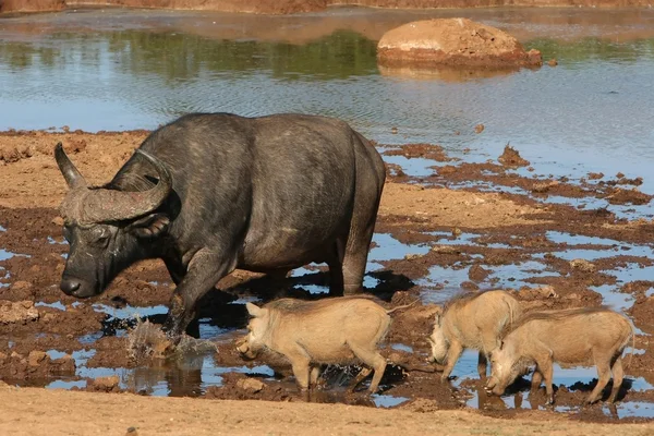 Bufflar och vårtsvin — Stockfoto