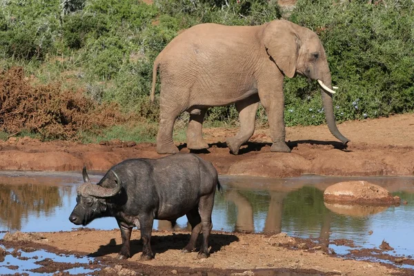 Elefante y búfalo — Foto de Stock