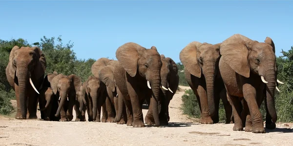 Stado słoni afrykańskich — Zdjęcie stockowe