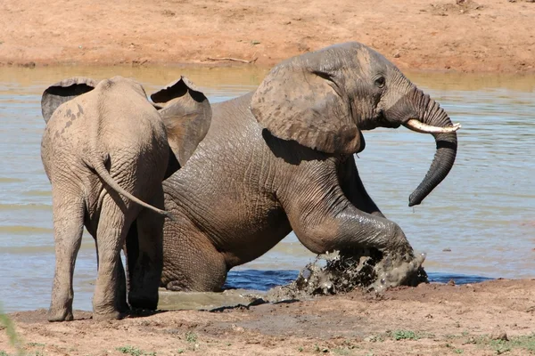 Elephants in Water — Stock Photo, Image