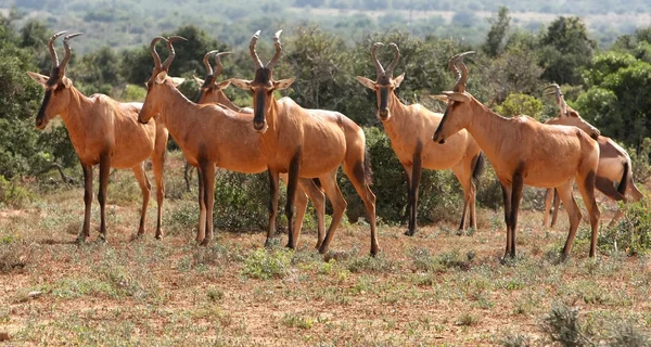 Antelope Hartebeest Merah — Stok Foto