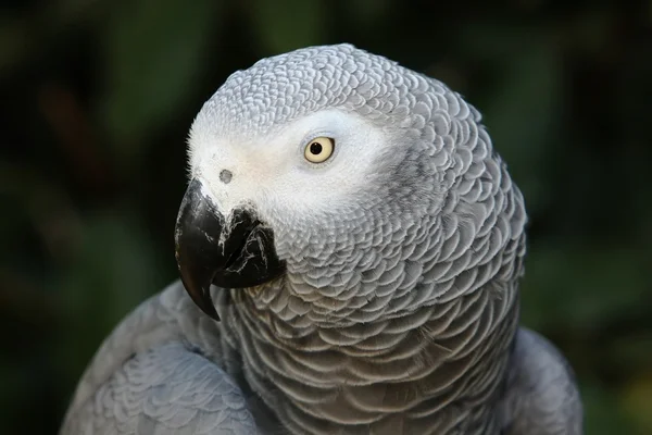 Африканский серый попугай — стоковое фото