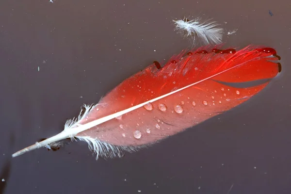 Красное перо на воде — стоковое фото