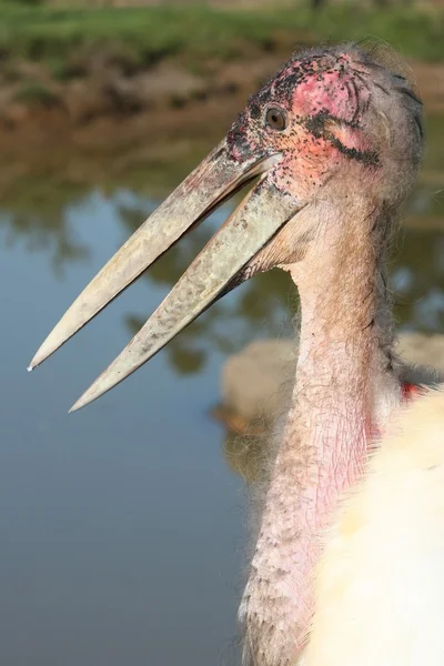 来自非洲的Marabou Stork — 图库照片