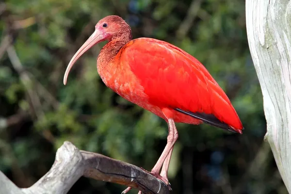 Oiseau Ibis écarlate — Photo