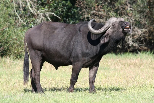 Buffalo byk — Zdjęcie stockowe