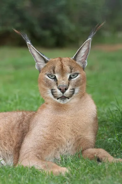 Lynx ou gato selvagem caracal — Fotografia de Stock