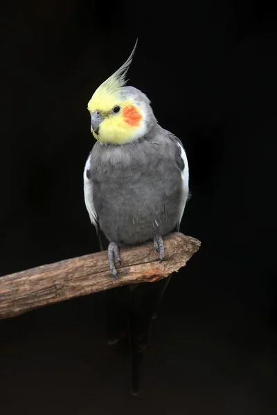 Cockatiel πουλί — Φωτογραφία Αρχείου